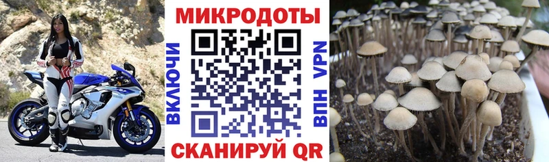 Галлюциногенные грибы GOLDEN TEACHER  купить наркоту  Каменка 