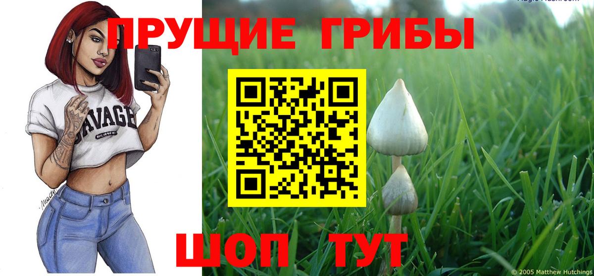 Галлюциногенные грибы Psilocybine cubensis  Вход с VPN  где купить наркоту  Галлюциногенные грибы GOLDEN TEACHER  Каменка 